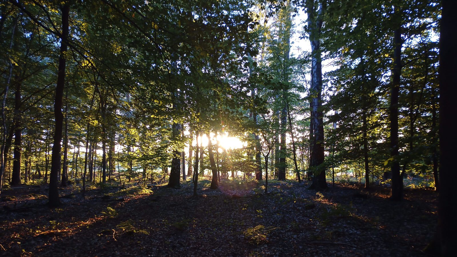alt=“Waldrand aus der Sicht eines Waldläufers mit untergehender Sonne″
