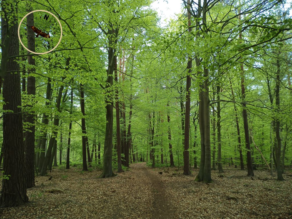 WALDLÄUFER Kurs für Kinder