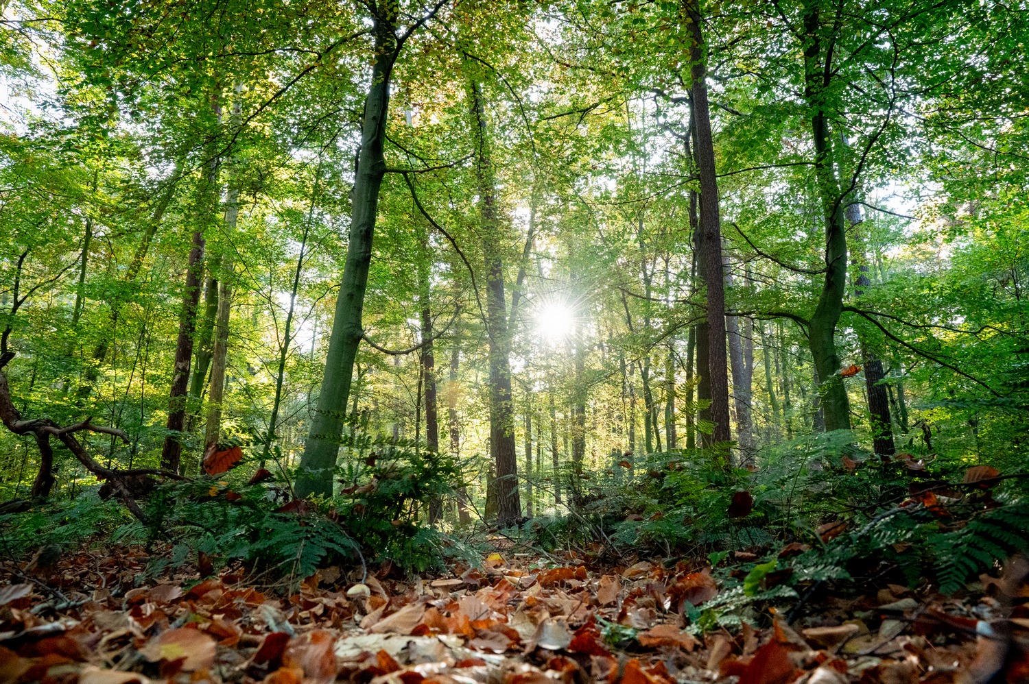 alt="Lagerplatz mit Feuerstelle am Rande eines Waldes im Sommer"