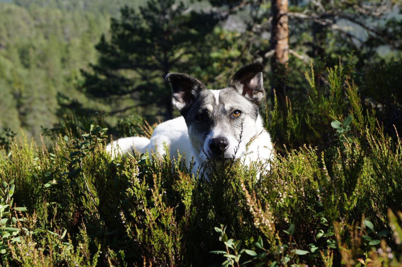 Mit Hund beim Survivalkurs.