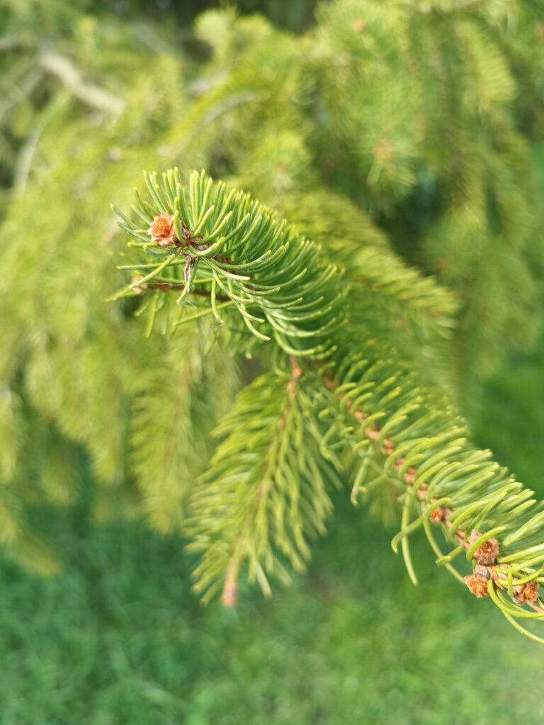 Fichtennadeln im Wald als natürliche Reinigung für Survival Hygiene und Outdoor Körperpflege