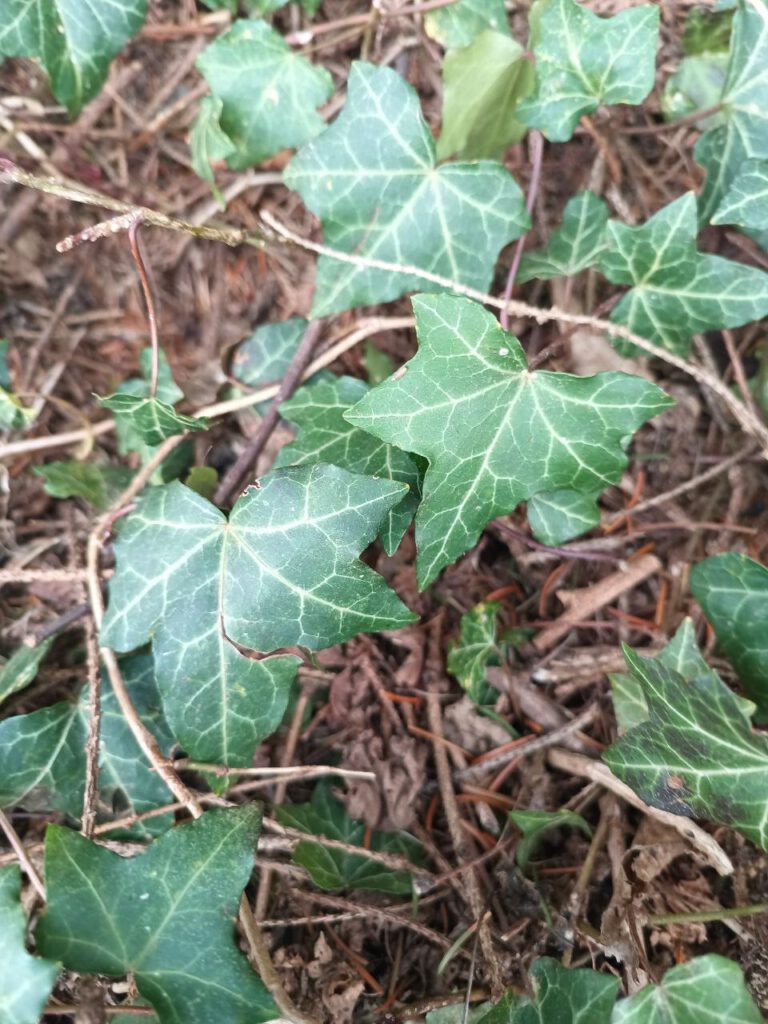 Efeu Blätter als natürlicher Seifenersatz für Survival Hygiene und Waschen ohne Seife